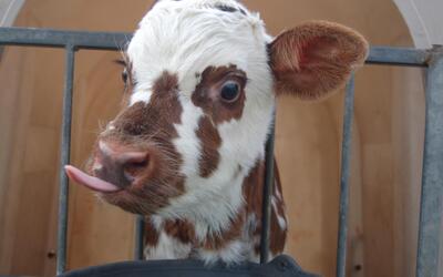 Image du projet 2 classes de l'école BOUVET dans une ferme BIO