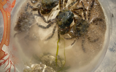 Image du projet Classe de mer à Eu