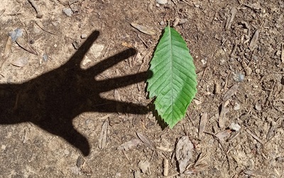 Image du projet Une aire terrestre éducative gérée par l'école de Doussard