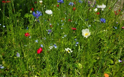Image du projet Jardin pédagogique au Collège PEV