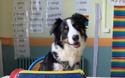 Image du projet Le chien compagnon des apprentissages