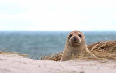 Image du projet A la découverte de la faune et de la flore de la baie de Somme