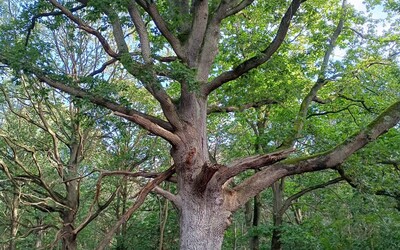 Image du projet ATE - A la découverte de la forêt de Verneuil sur Seine