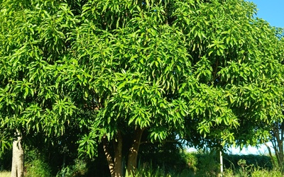 Image du projet Jardin créole connecté