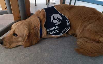 Image du projet Chien d'Assistance à la Réussite Scolaire (C.A.R.S): un chien pour aider les élèves