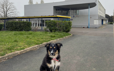 Image du projet Un chien à l'ULIS et au collège de Gençay