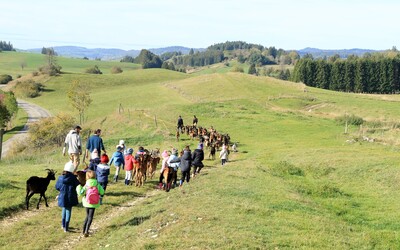 Image du projet Classe verte CP-CE1 -  musique en nature