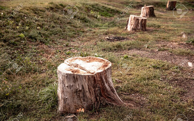 Image du projet ATE- une école au coeur du parc national des forêts