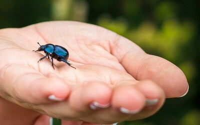 Image du projet Séjour insectes pour l'école de Villeneuve  de la Raho