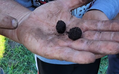 Image du projet  Jardins pédagogiques à Lezoux  pour les CM1