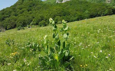 Image du projet L'école René Goscinny à la découverte de l'Auvergne