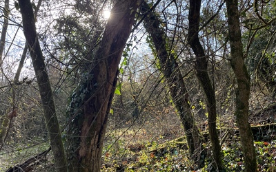 Image du projet Suite de l'aventure ATE du Bois des Pins!
