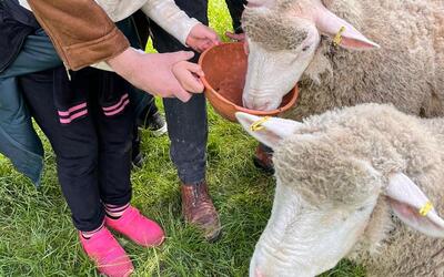 Image du projet Découverte de la vie à la ferme