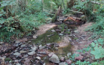 Image du projet Projet forêt à Gannat