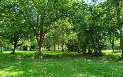 Image du projet L'arboretum