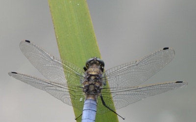 Image du projet ATE-Préserver la biodiversité près du lycée VAUBAN  - Aire-sur-la-Lys