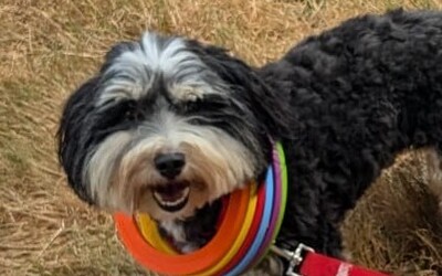 Image du projet Je grandis avec un chien !