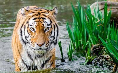 Image du projet Sortie au zoo