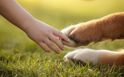 Image du projet Médiation Animale à la Ferme pour les élèves de l'UEEA