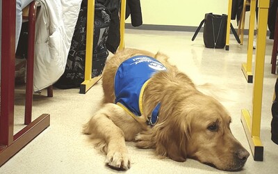 Image du projet Accueil d'un Chien Assistant de la Réussite Scolaire