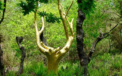 Image du projet Contes et Nature à Brocéliande pour les CE1 de Jean Zay