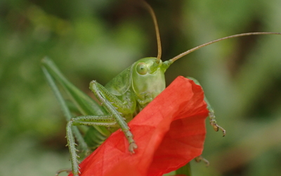 Image du projet Les élèves de Marcorignan découvrent "Le vivant dans le Roucan"