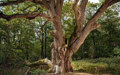 Image du projet Les CM2 de Charenton sur les traces de Victor Hugo - Les Misérables, mis en scène par Julie Timmerman