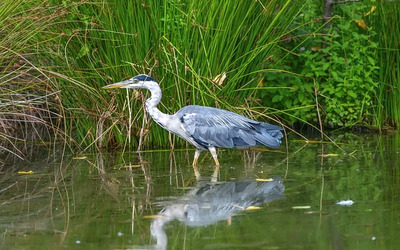 Image du projet Le marais de Lumbres