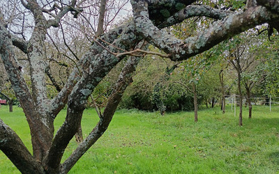 Image du projet L'école du dehors pour le respect de la biodiversité.