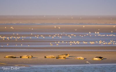 Image du projet Les CE1 de Réveil Matin à la mer !