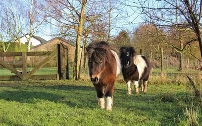 Image du projet La nature à petits trots