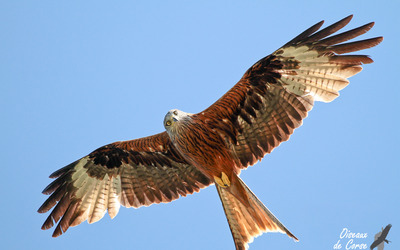 Image du projet ATE - Biodiversité et les oiseaux de Corse - CM2 Sartène