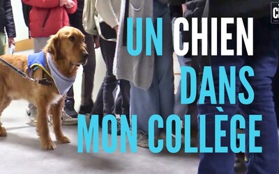 Image du projet Adoption d'un chien d'assistance à la réussite scolaire au collège Prévert à Marseille