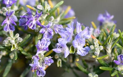 Image du projet Un jardin dans la cour