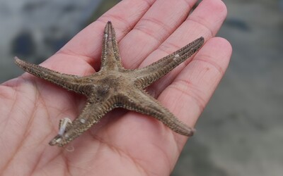 Image du projet Classe de Mer au Grau d'Agde