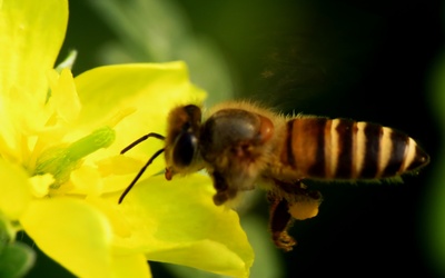 Image du projet Les abeilles à l'école