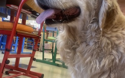 Image du projet Un chien en ULIS