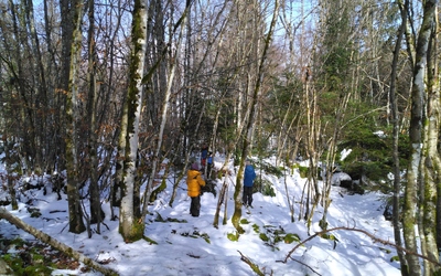 Image du projet ForÊtival : découverte de la forêt du Jura
