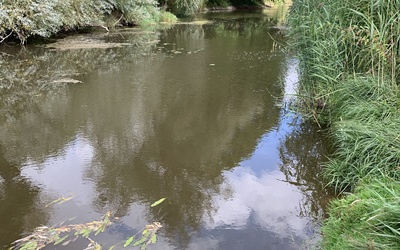 Image du projet Préserver la biodiversité en bord de Seille