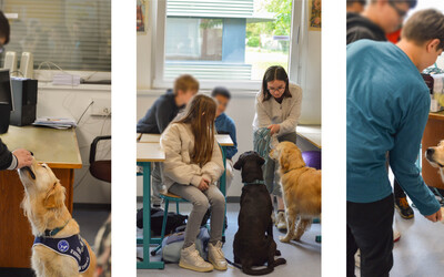 Image du projet Dernière ligne droite : Un chien pour réussir au collège 2 