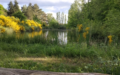 Image du projet ATE Etang communal Neuvy-en-Sullias