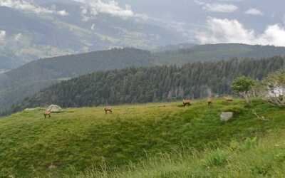 Image du projet A la découverte de la vie en montagne