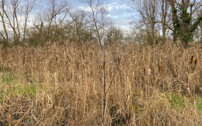 Image du projet Aire terrestre éducative : aire naturelle de Cambrin 
