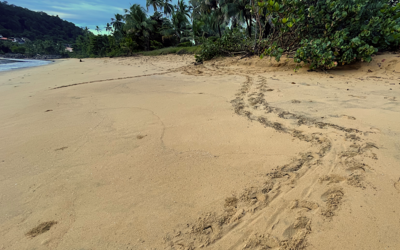 Image du projet AME - Plage de Montabo