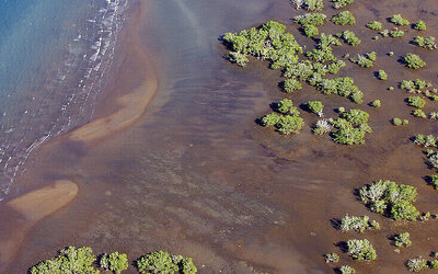 Image du projet Protection de la mangrove