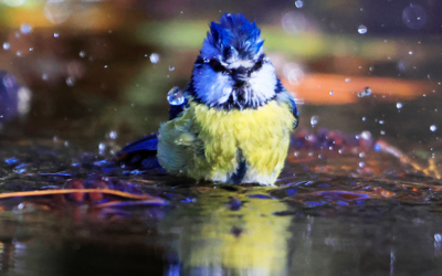 Image du projet Agir pour la biodiversité 