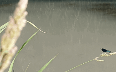 Image du projet Focus Nature ! L'ATE des Ratacans