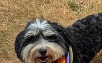 Image du projet Je grandis avec un chien !