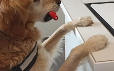 Image du projet Accueillons notre Chien d'Assistance à la Réussite Educative