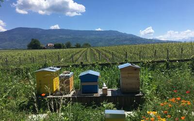 Image du projet ATE Lycée polyvalent Lucie Aubrac à Sommières - Inventaire et enrichissement d'une biodiversité